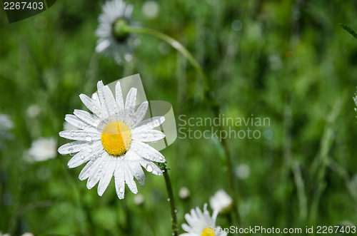 Image of Daisy with water drops