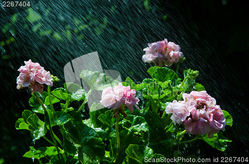 Image of Refreshing geraniums