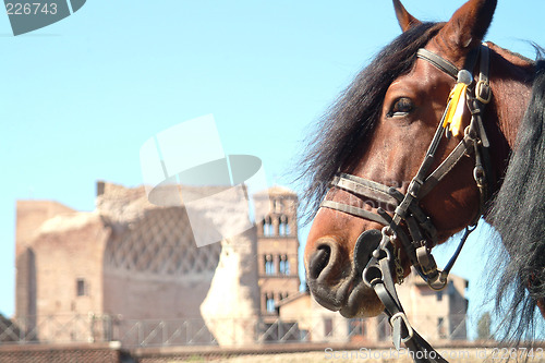 Image of horse infront ruine