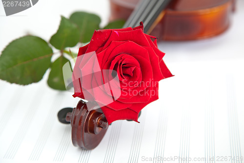 Image of Rose