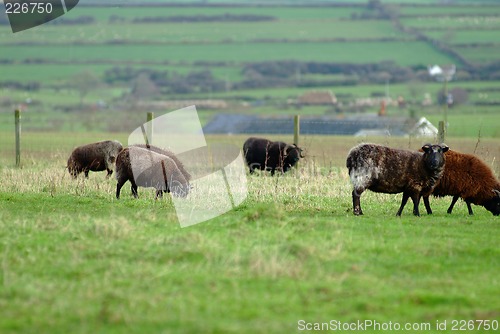 Image of black sheep