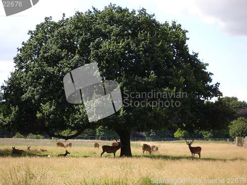 Image of Deers in the park