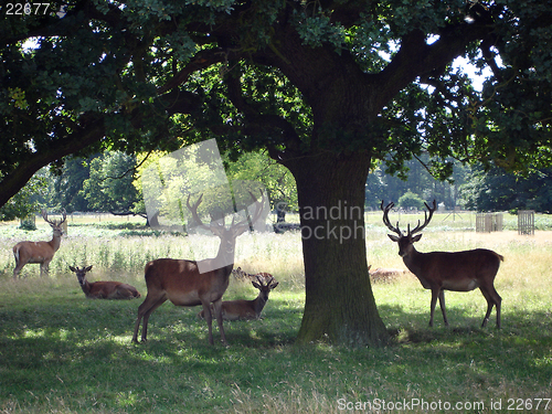 Image of Deers in the park