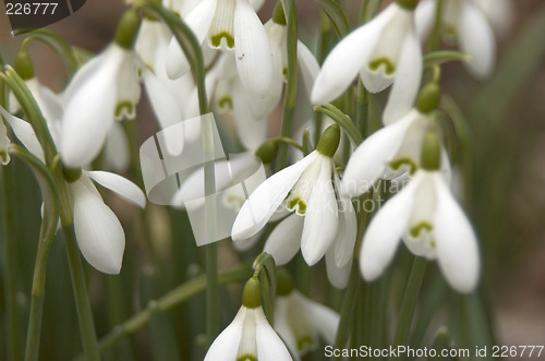 Image of Snowdrops