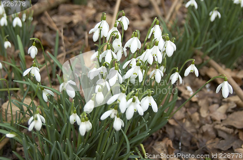 Image of Snowdrops