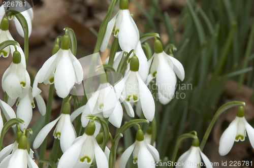 Image of Snowdrops