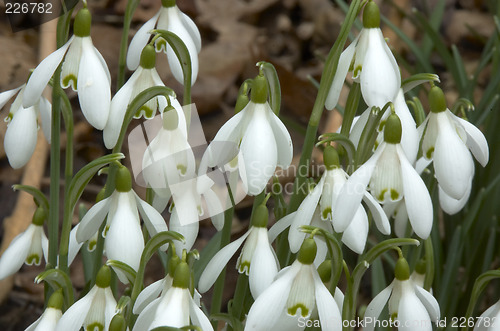 Image of Snowdrops