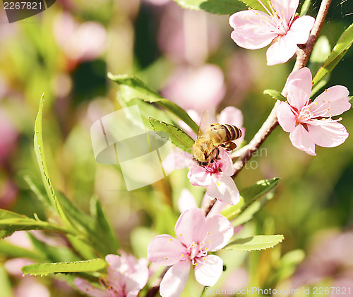 Image of Bee on a flower 