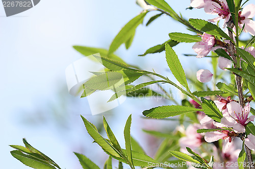 Image of Flowers of cherry