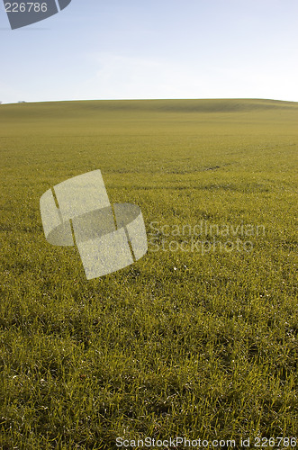 Image of Green field