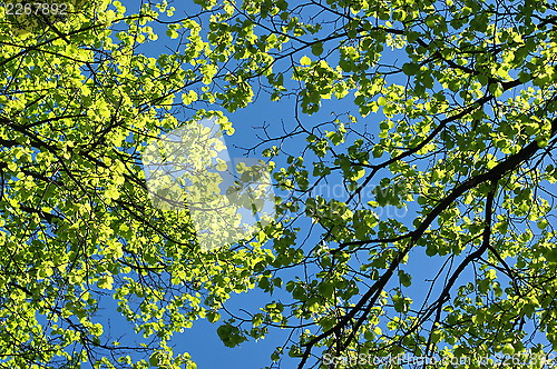 Image of Green leaf
