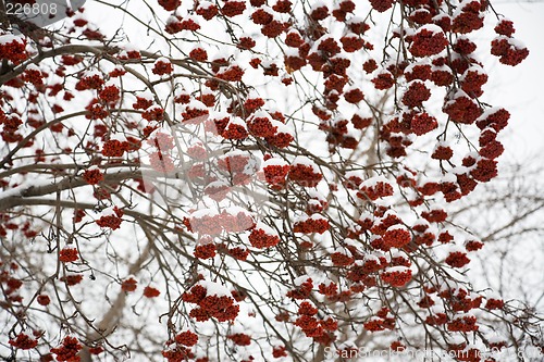 Image of Ashberry under snow