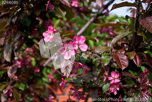 Image of Pink flowers of an Apple tree.