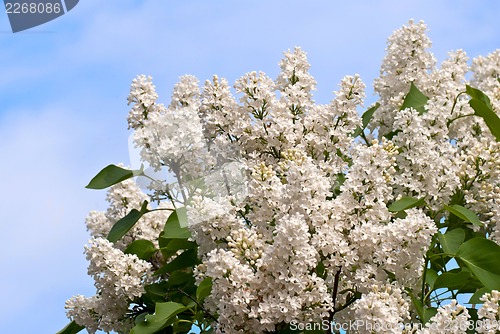 Image of Lilac flowers on blue.