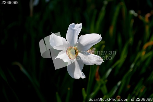Image of Flower narcissus.