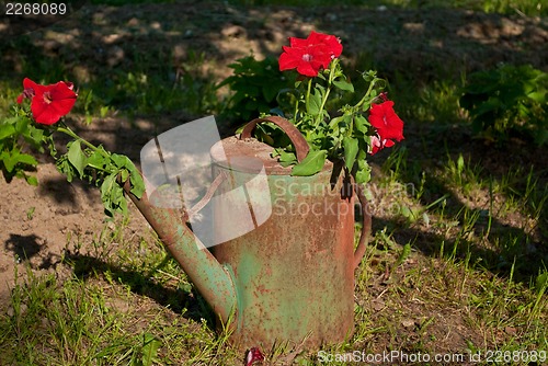 Image of Flowers in an old watering can.