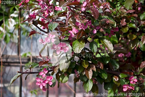 Image of Pink flowers of an Apple tree.