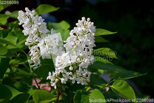 Image of Lilac flowers on the green.