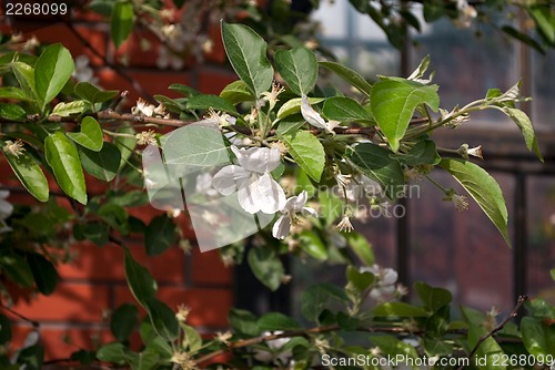 Image of White flowers of an Apple tree.