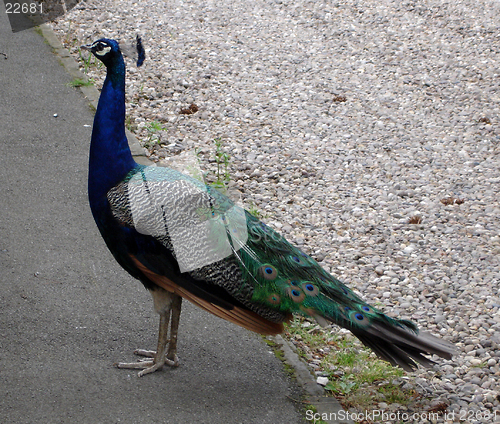 Image of Peacock