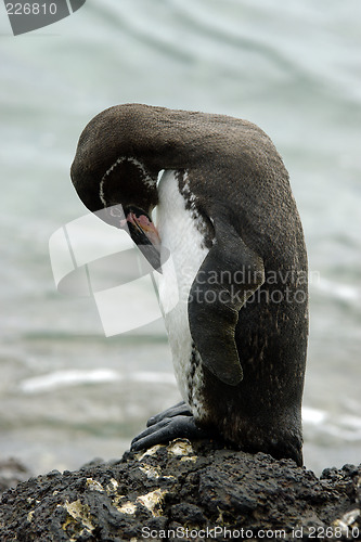 Image of Galapagos Penguin