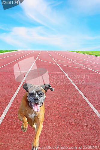 Image of boxer breed running on sport track