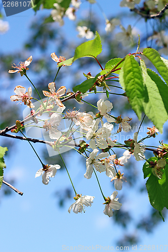 Image of cherry flowers in spring