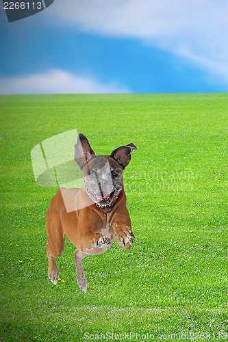 Image of dog running happy in the field