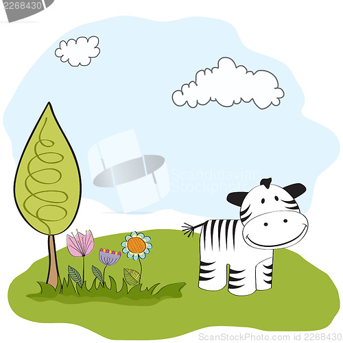 Image of  zebra
