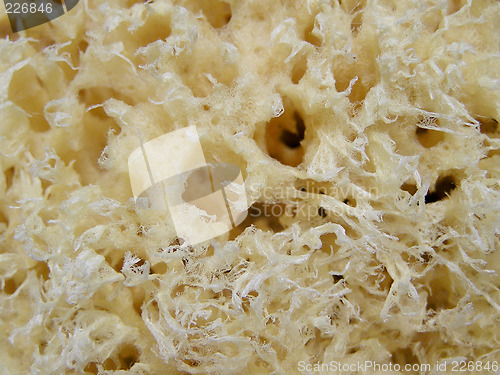Image of sponge