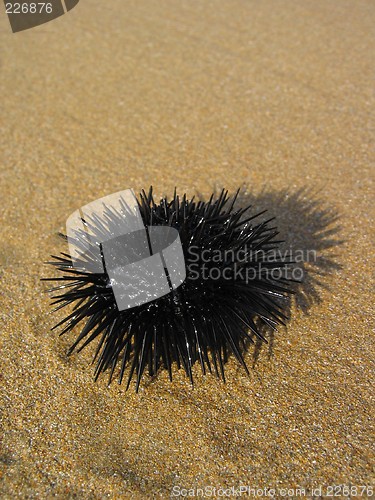 Image of ''Sea urchin 1''