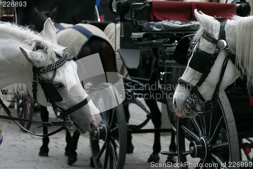 Image of Horses talking