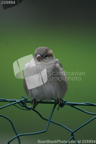 Image of Sparrow sitting on fence
