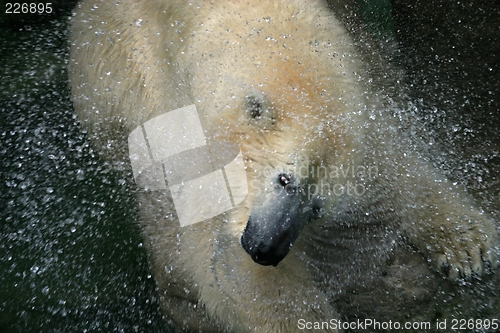 Image of Polar bear playing