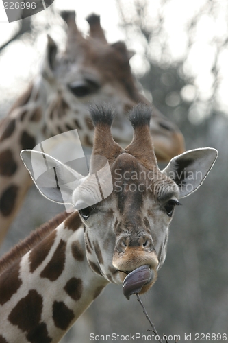 Image of Giraffe portrait