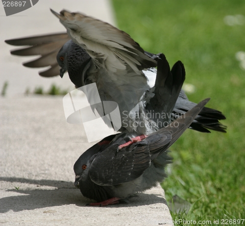 Image of Pigeons mating