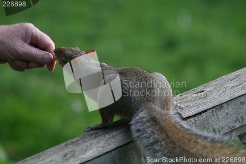 Image of Squirrel eating nut