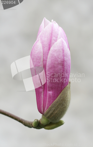 Image of Spring flower