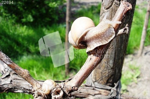 Image of Snails Creeping on a Grapevine
