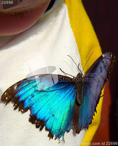 Image of Butterfly on Board