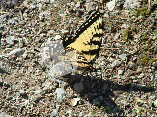 Image of Butterfly on Stony Beach