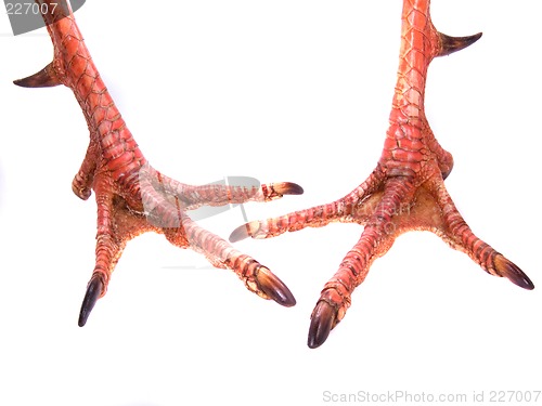 Image of Pair Of Gobbler Feet