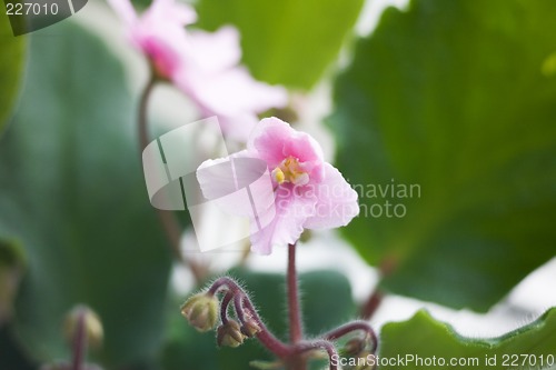 Image of African violets.