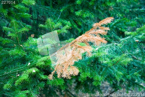 Image of Fir branch