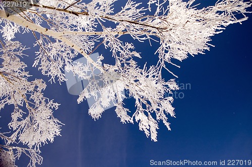 Image of Hoar frost tree