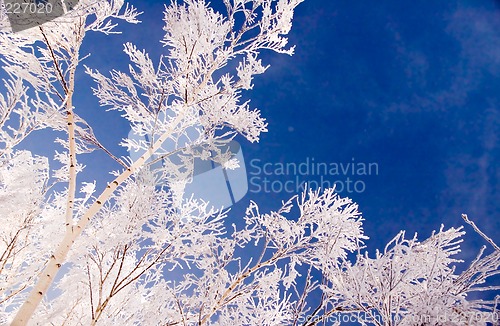 Image of Hoar frost tree