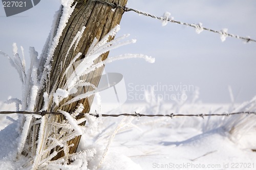 Image of Hoarfrost on grass