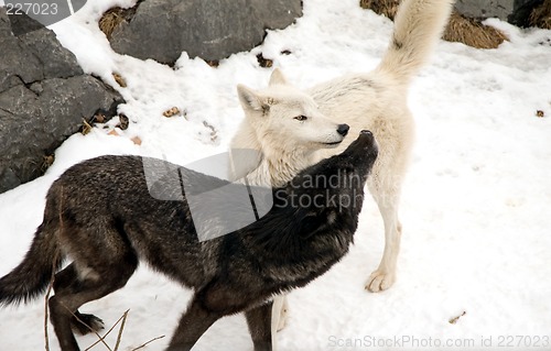 Image of Timber Wolves