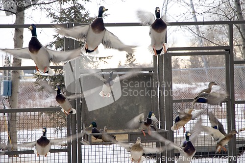 Image of Flying Ducks