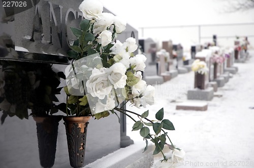 Image of Cemetery roses